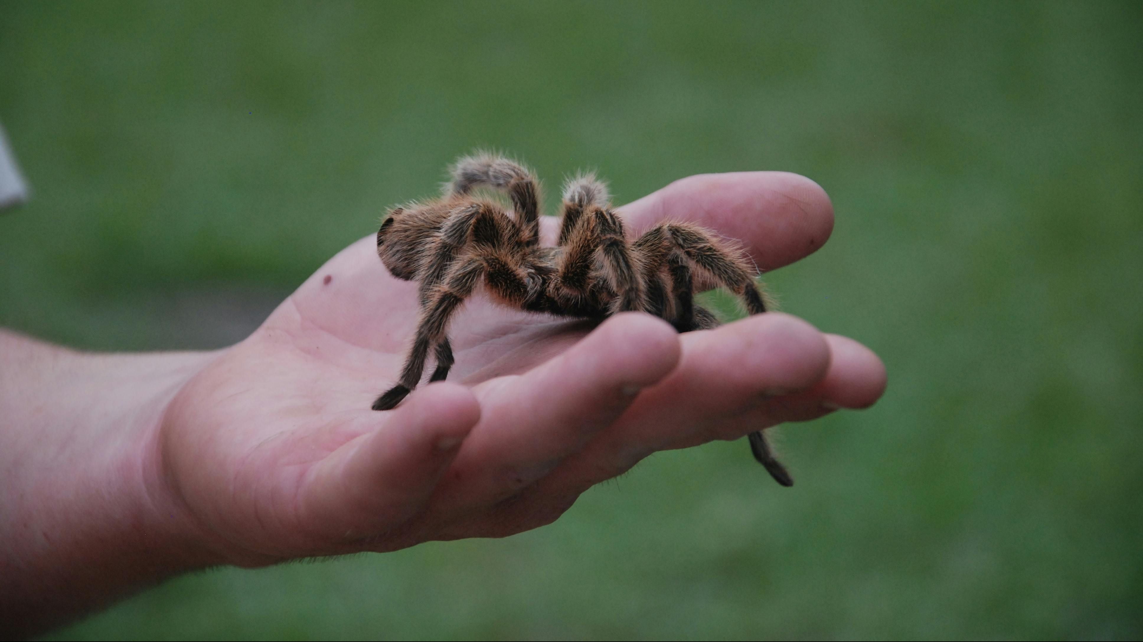 XXL Taratnula & Insect Expo, subota, 11.5. od 16 do 19 sati